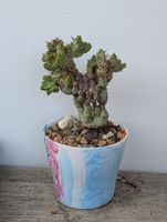 Euphorbia enopla mostruosa 