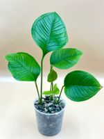 anthurium umbricola
