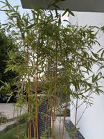 Bambus Pflanze mit Topf ca. 220 cm hoch gelbe Stäbe