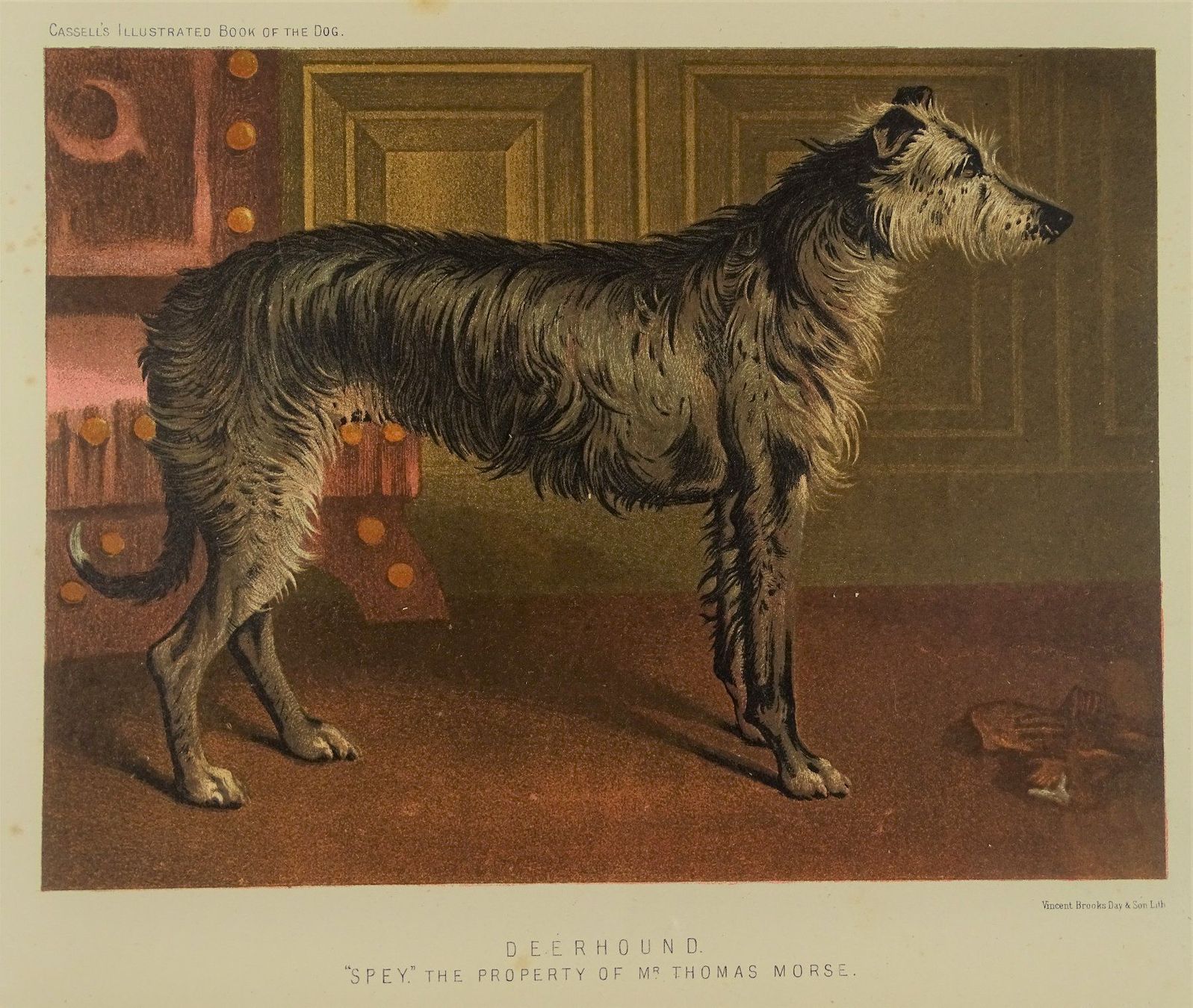 Incisioni: DEERHOUND, HIRSCHHUND, FARBLITHOGRAPHIE 1881 – Usato da Grüningen venduto da Kartensammler