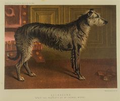 DEERHOUND, HIRSCHHUND, FARBLITHOGRAPHIE 1881