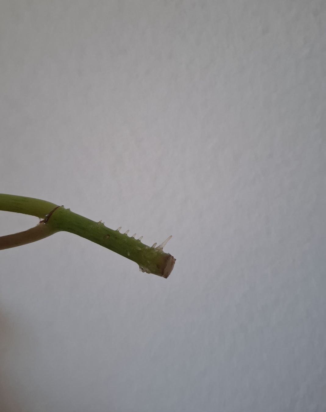 Piante & sementi: Begonia Cracklin' Rosie Steckling – Usato da Ballwil venduto da Mirjam789 1
