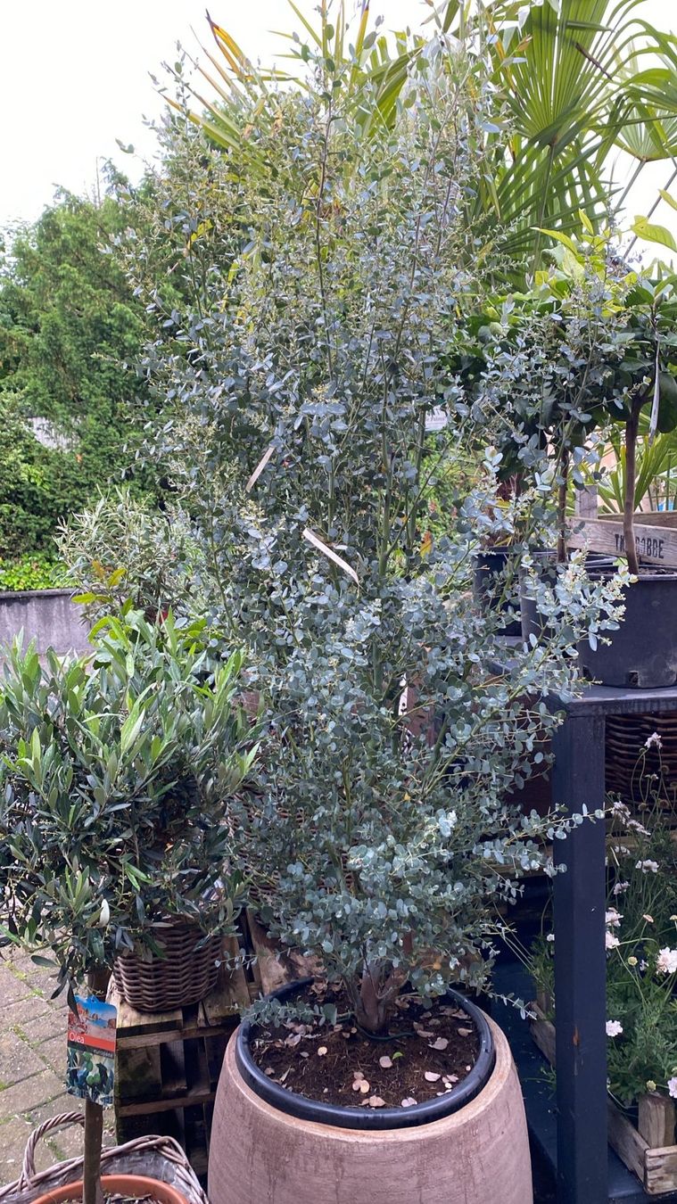 Piante & sementi: Eucalyptus "Gunii" – Nuovo (secondo la descrizione) da Sursee venduto da pflugshaupt01
