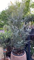 Eucalyptus "Gunii"