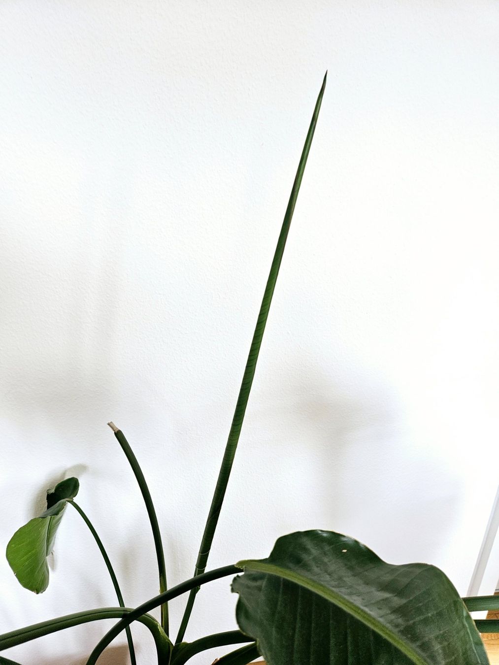 Piante & sementi: Strelitzia Nicolai – Usato da Zürich venduto da carmine04 2