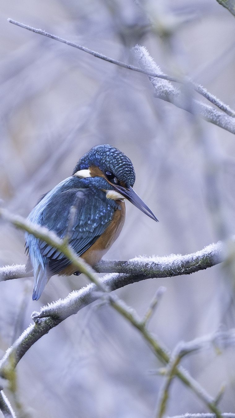 Nikon Obiettivi: Nikkor Z800mm S F6.3 – Usato da Martigny venduto da nicolagreco96 7