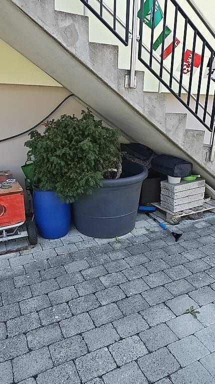 Pflanzen & Samen: Strauch im Topf Bonsai – Gebraucht aus Reitnau von rob_c9tf