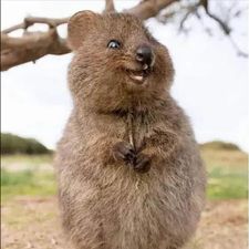 Profile image of Goldpipau