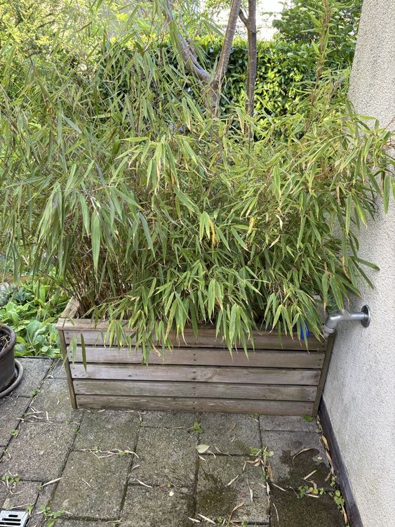 bambus gardin Bambusgardin – lysbrun – 98% Soldæmpning