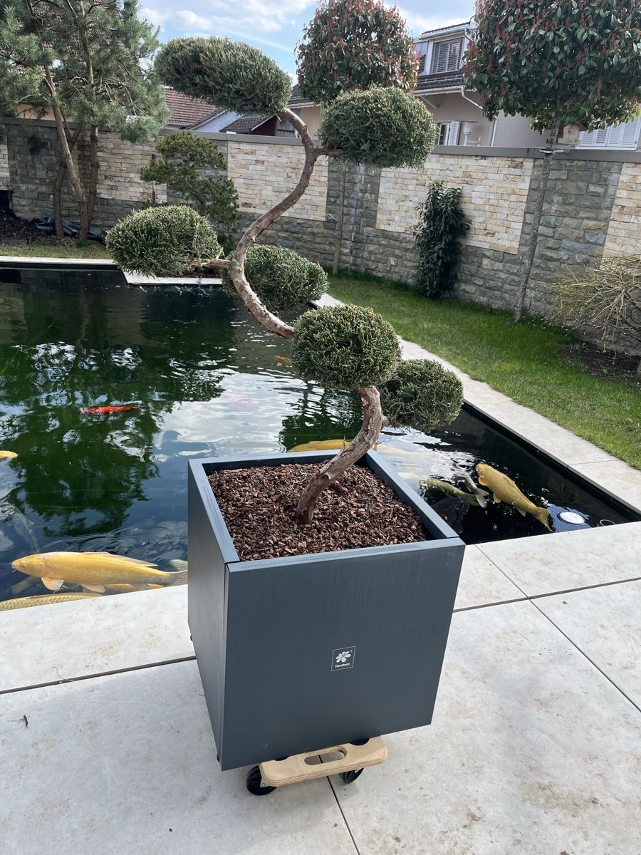 Pflanzen & Samen: Bonsai/ Pflanze/Terrasse/Niwaki – Neu (gemäss Beschreibung) aus Bertschikon Gossau von BAUSTOFFHANDELbucher 2