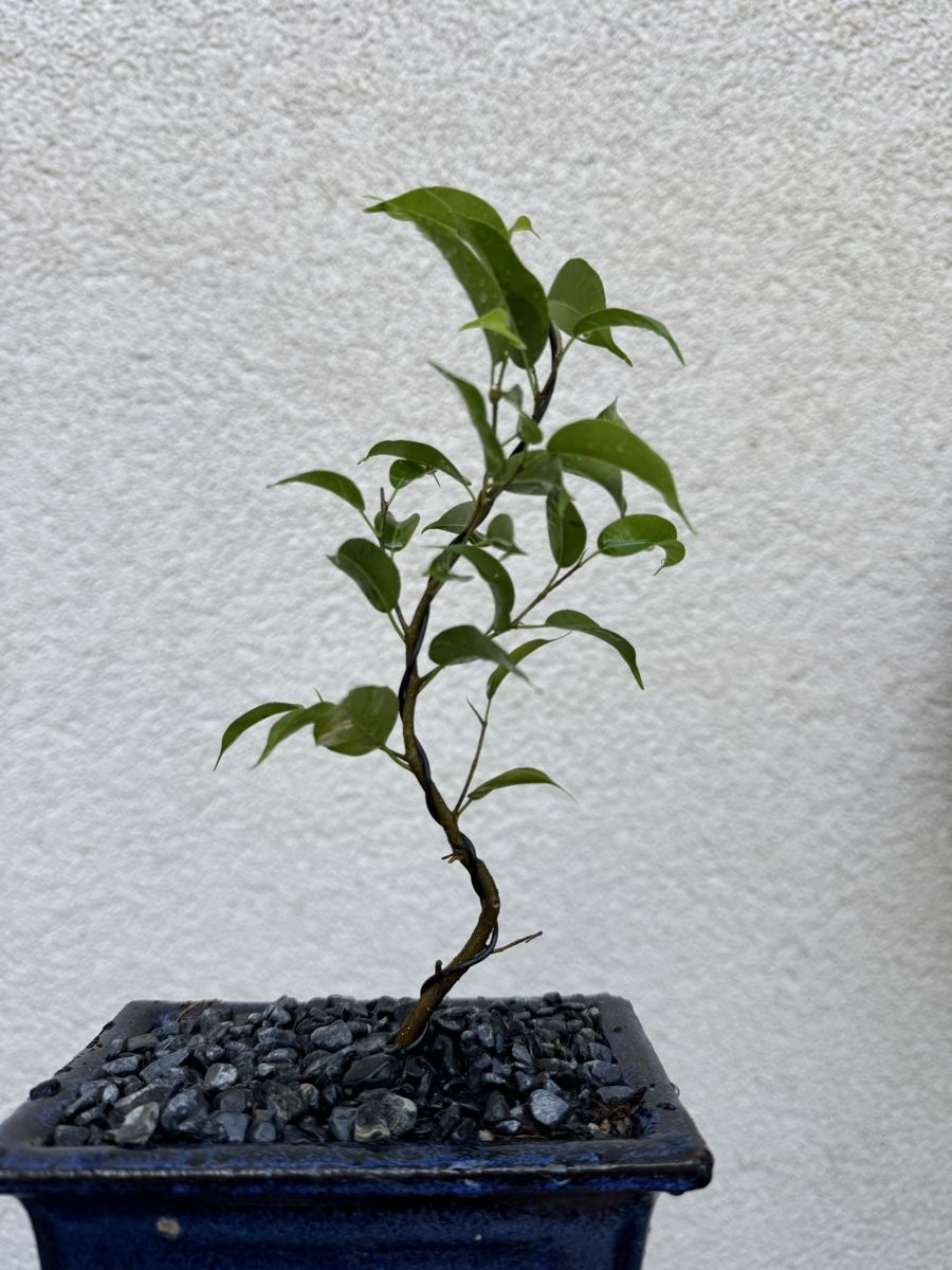 Piante & sementi: Kleiner Ficus Bonsai – Usato da Rümlang venduto da Gruseh.ch 1