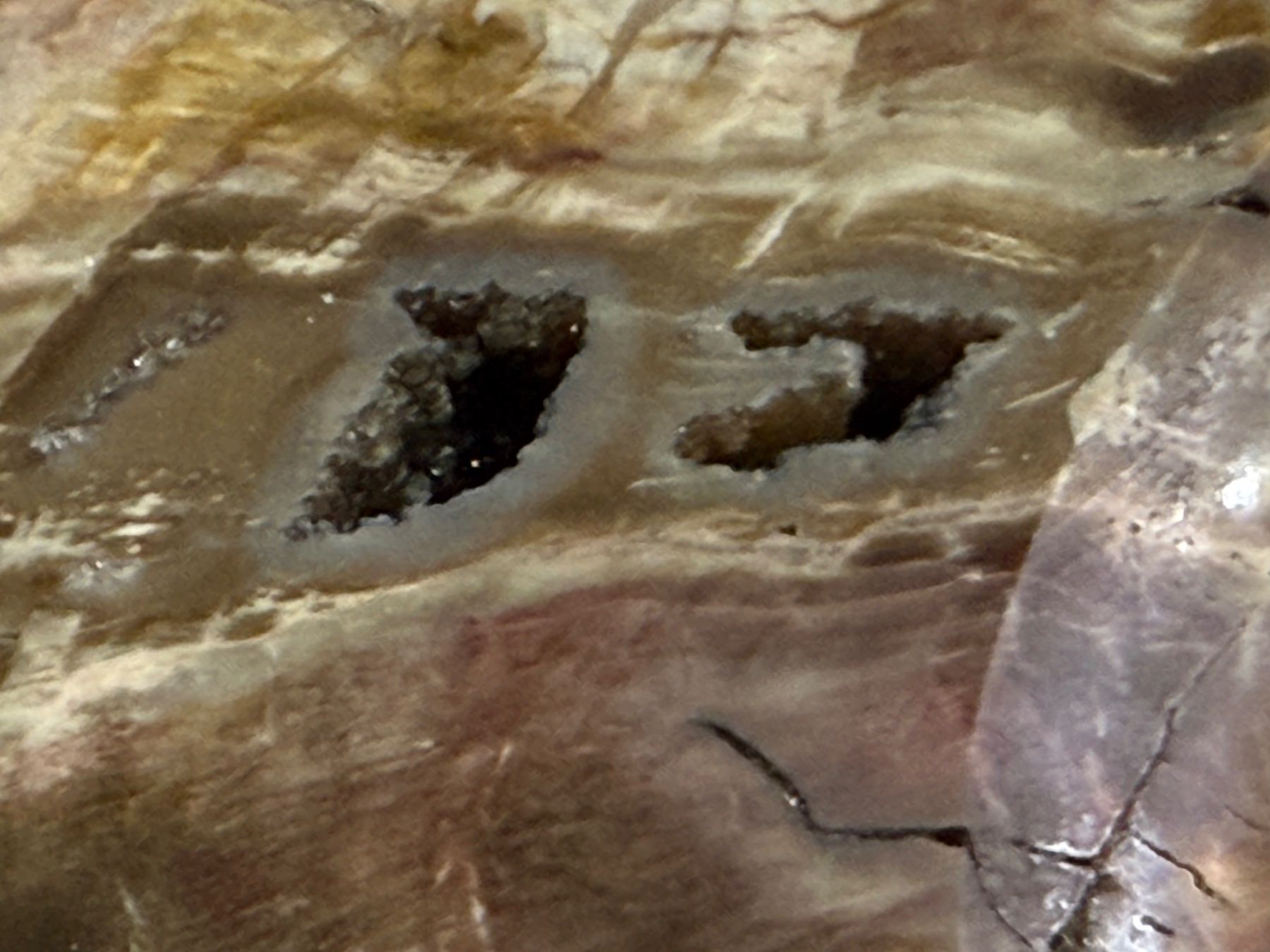 Fossili: Antiker ARAUKARIT versteinerte Holzscheibe – Usato da Bern venduto da Jwpm66 4