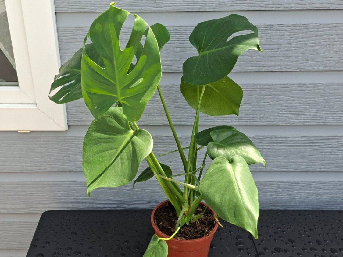 Plantes & graines: Monstera deliciosa – D'occasion à Les Brenets par glo_267f 1