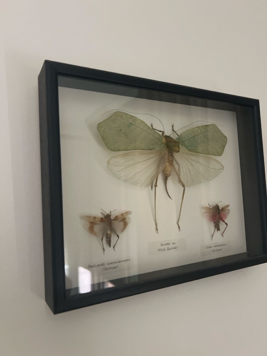 Alle Dekorationen: Framed insect collection, 3 specimens, good condition – Gebraucht aus Luzern von TIsabel 1