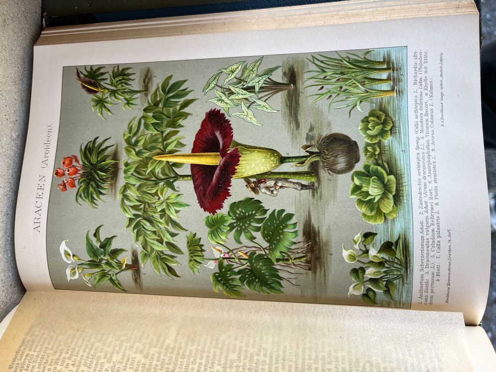 Livres: brockhaus konversations lexikon, 1894, 16 bände+1, lithos – D'occasion à Emmenmatt par flyrecords 9
