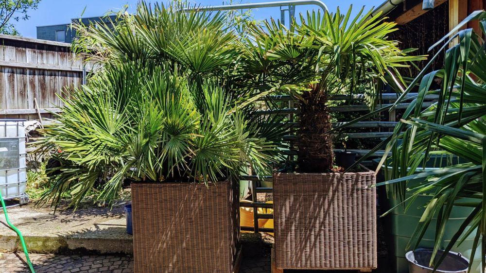 Zwergpalme und Tessiner Palmen Bonsai im Rattantopf ca. 2m H Kaufen