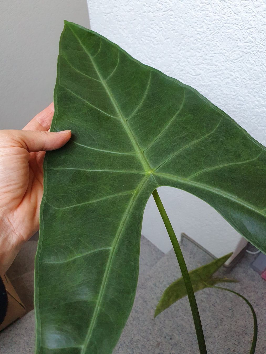 Piante & sementi: Alocasia Longiloba GoG – Usato da Erlinsbach SO venduto da Lea030