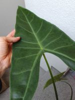 Alocasia Longiloba GoG
