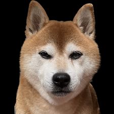 Profile image of Zujo89