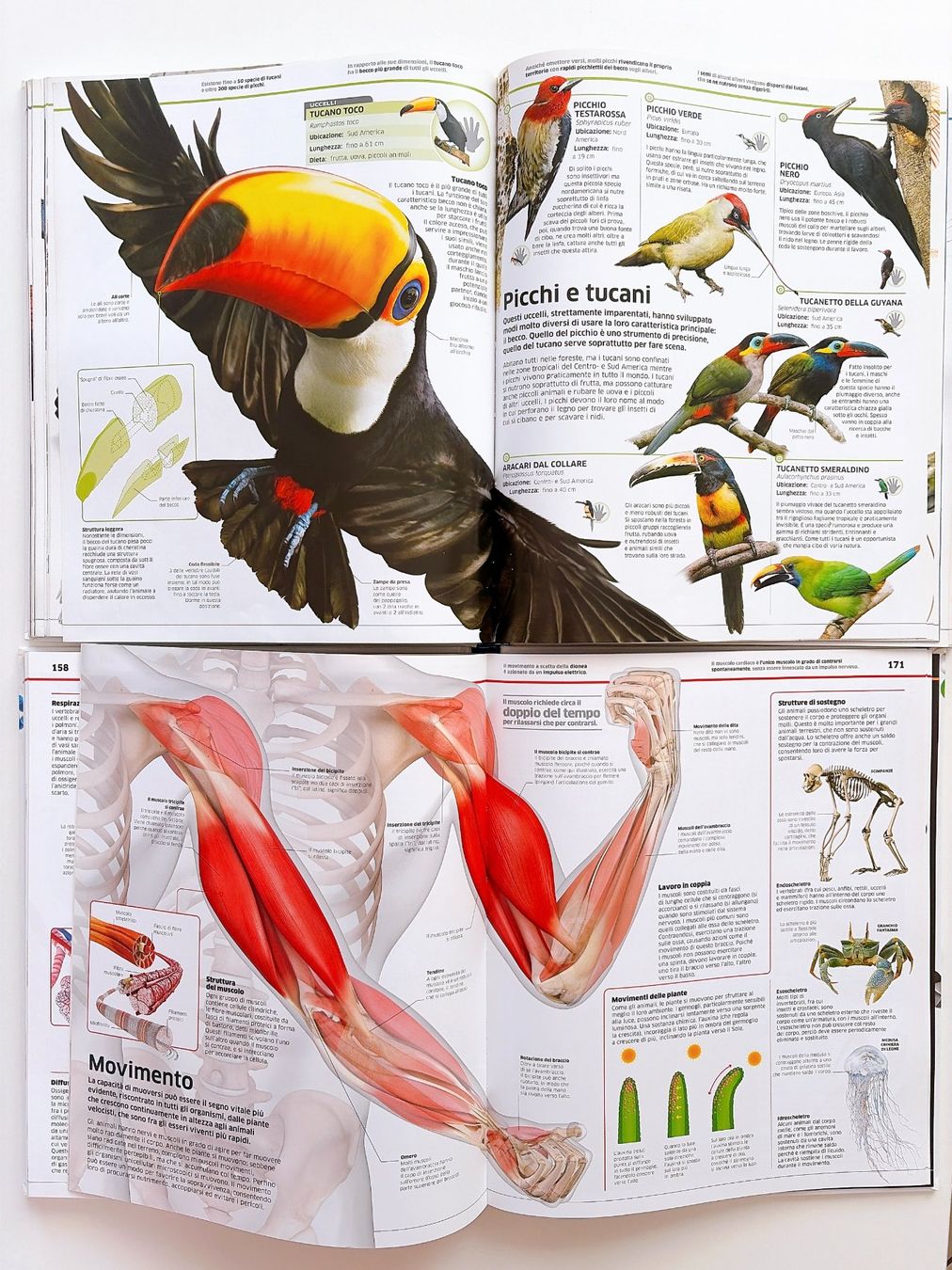 Bücher: La grande enciclopedia degli Animali Scienza Gribaudo – Gebraucht aus Vacallo von olg_7nvc 5