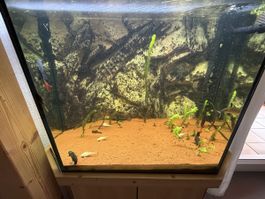 Aquarium Fische