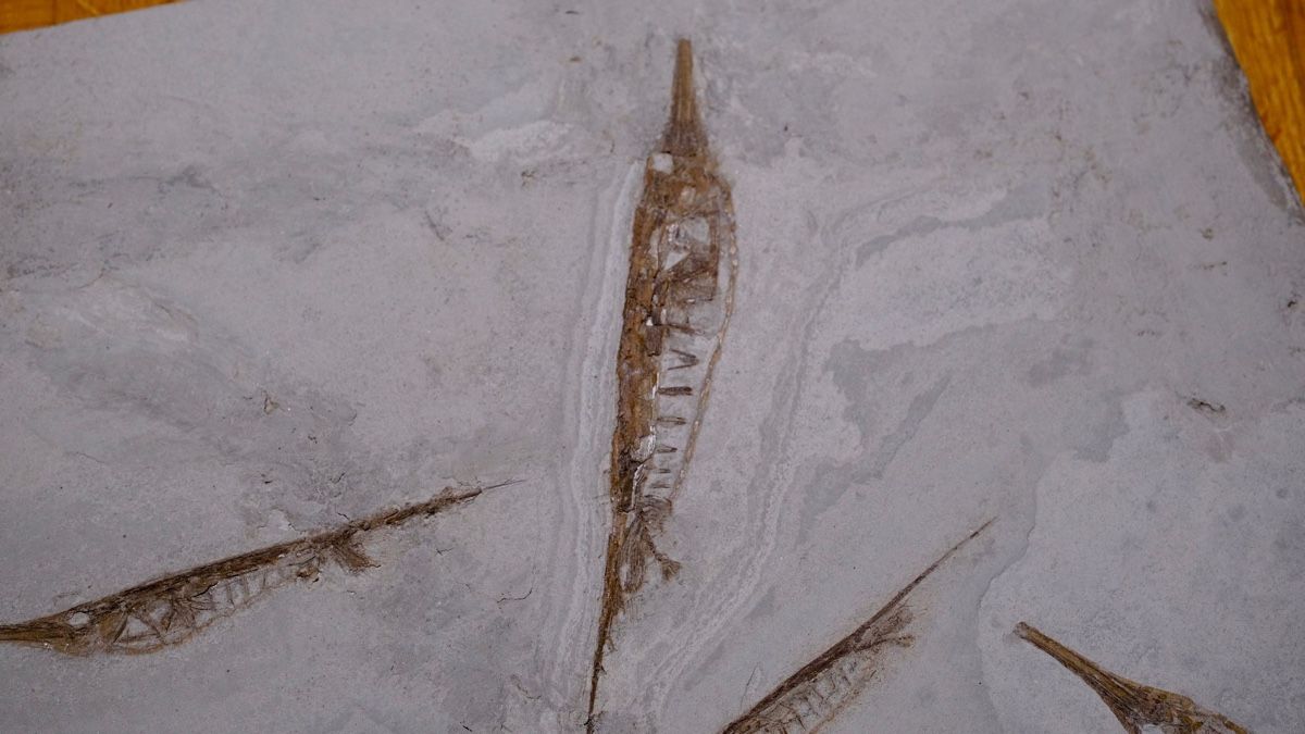 Fossilien: Fossil - Centriscus strigatus – Gebraucht aus Biel/Bienne von nimmes 1