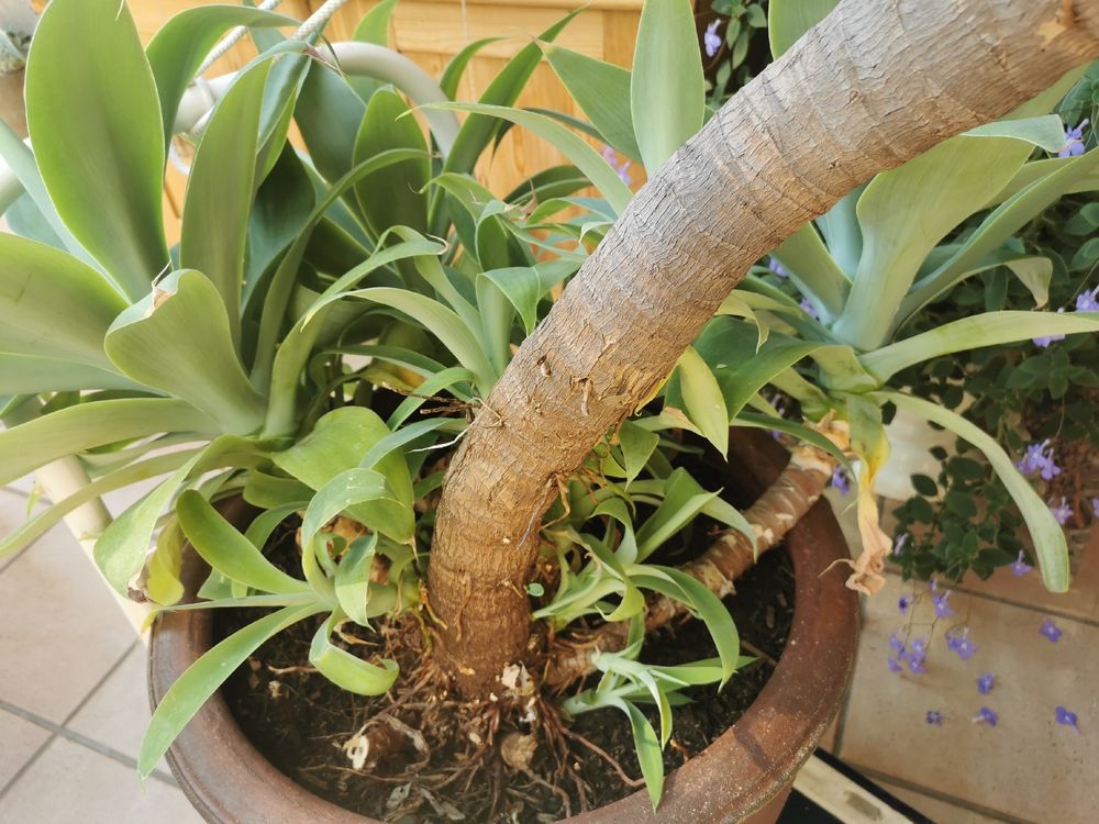 bonsai im topf Pot de Bonsaï en Lévitation pour Plantes d'Intérieur