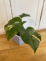 Monstera borsigiana variegata