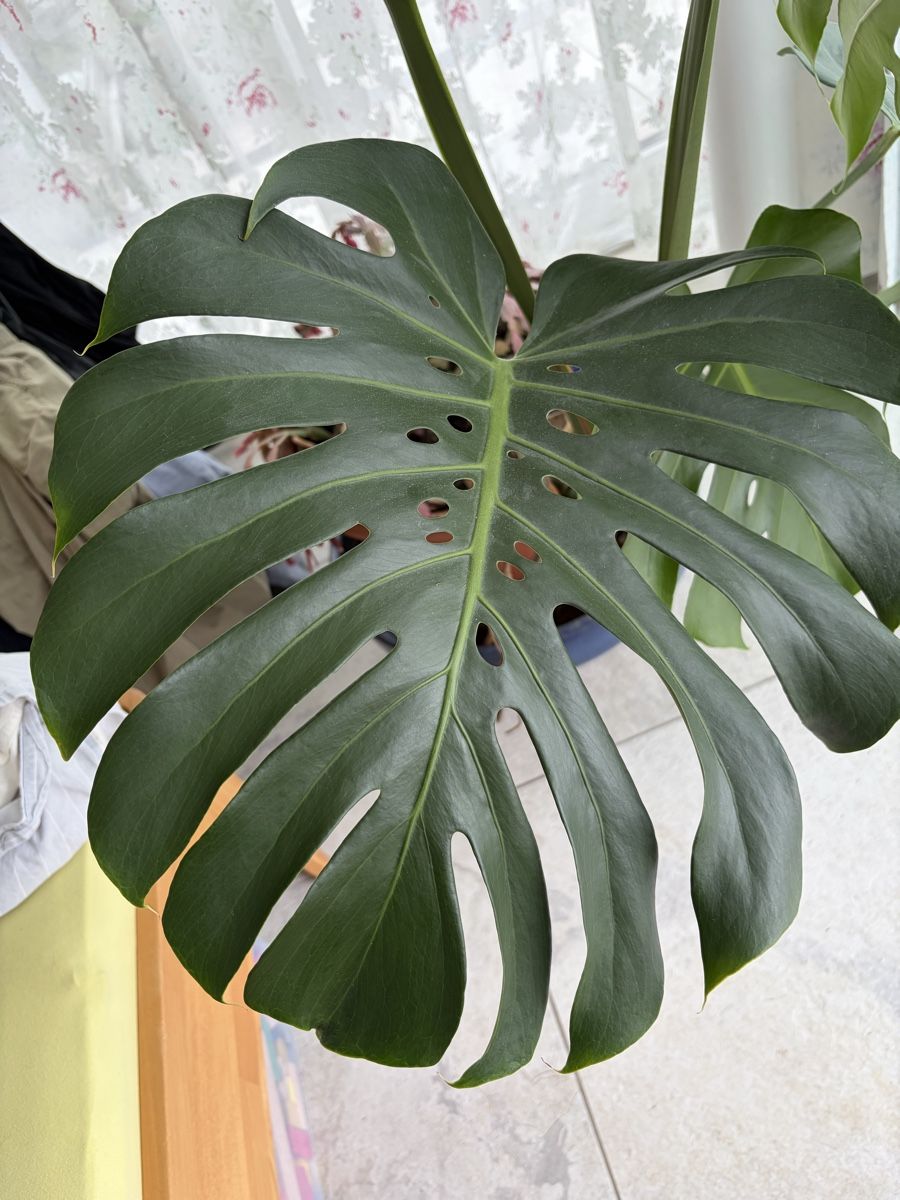 Pflanzen & Samen: Philodendron Monstera Schoss mit grossen Blättern – Gebraucht aus Horgen von werner1111 1