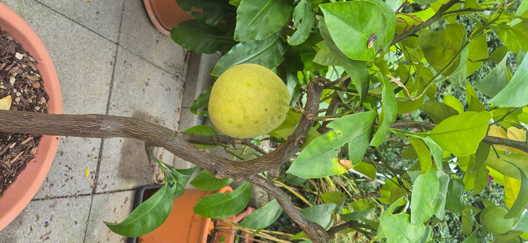 Piante & sementi: POMELO – Usato da Hünenberg See venduto da Josefina 1