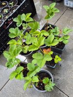 🌱 Erdbeer-Jungpflanzen - Preis pro Pflänzli 🌱
