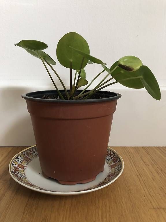 Piante & sementi: Ufopflanze - Pilea peperomioides – Usato da Rüti ZH venduto da Nottinghill2