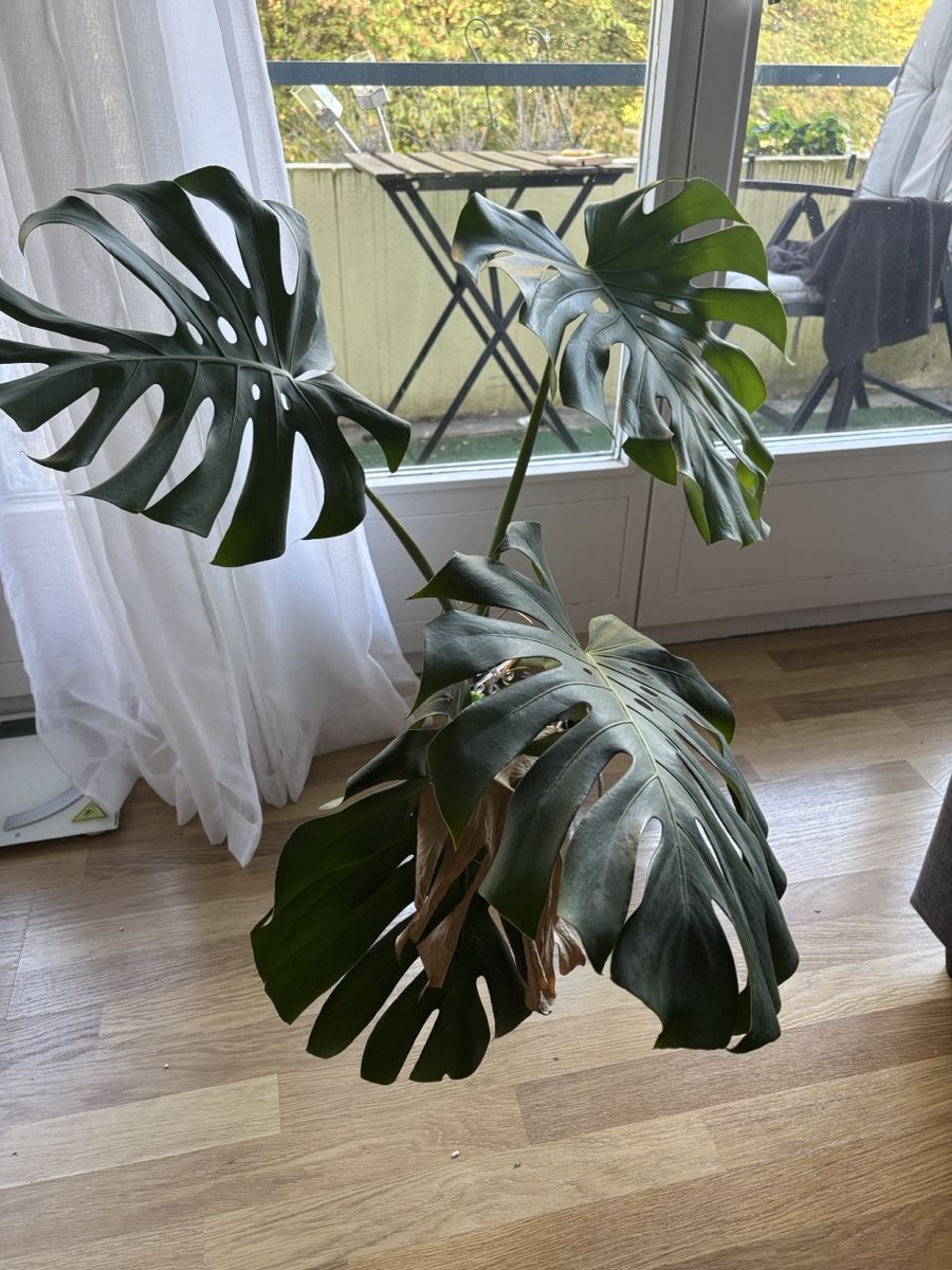 Piante & sementi: Monstera Zimmerpflanze – Usato da Zürich venduto da wie_p6fw