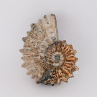 1A - Top - Perlmutt-Ammonit (Douvilleiceras mammillatum)