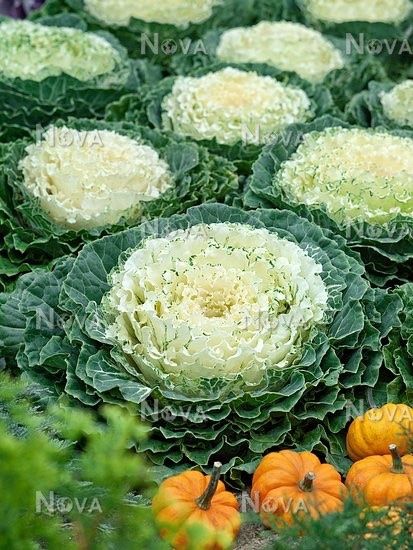 Pflanzen & Samen: 40 Samen WHITE PIGEON Zierkohl – Neu (gemäss Beschreibung) aus Ehrendingen von VerveinaSamen 4