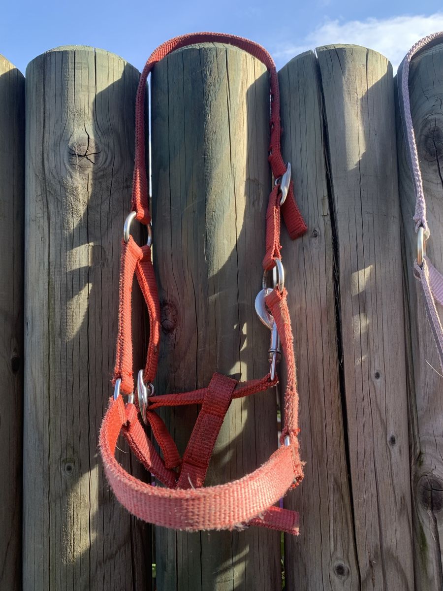Briglie & Cavezze: 3 Halfter und 1 Strick – Usato da Widnau venduto da S31 1