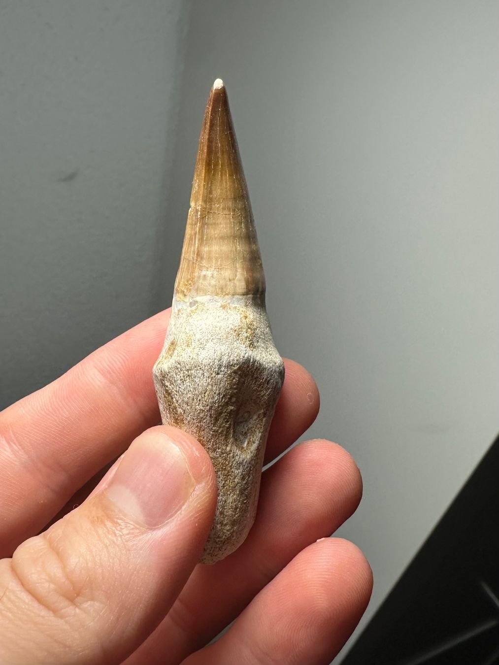 Fossilien: Fossiler Mosasaurus sp. Zahn inkl. Wurzel – Gebraucht aus Lutzenberg von CS65 2