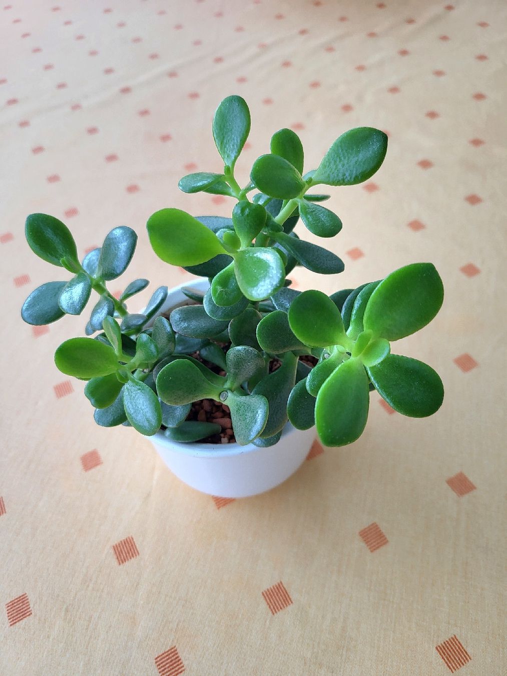 Plantes & graines: Geldbaum Crassula mit Topf – Neuf avec emballage d'origine à Erlen par majlin58