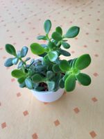 Geldbaum Crassula mit Topf