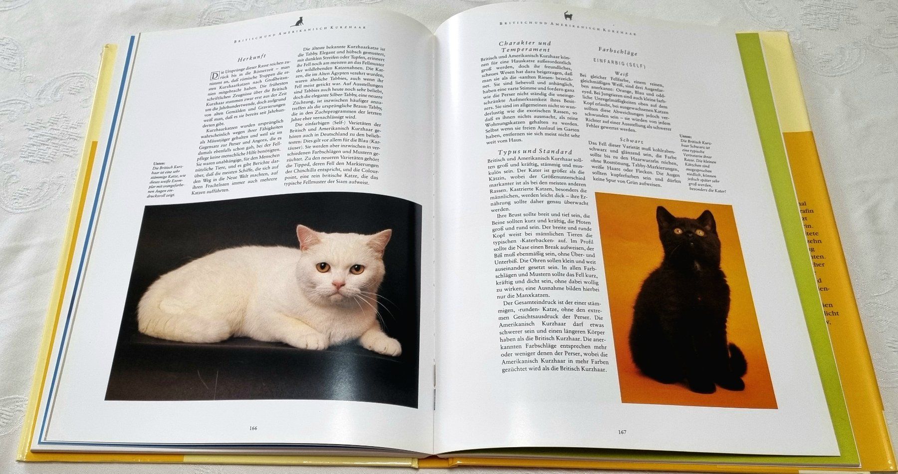 Libri: Dumont's grosses Katzenbuch – Usato da Effretikon venduto da lenalisa63 3