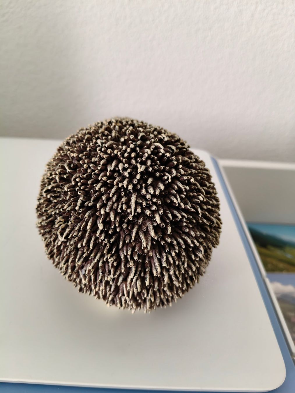 Figurines: Herbstdeckoration Igel – Neuf (Voir description) à Rothrist par Stranglehold 1