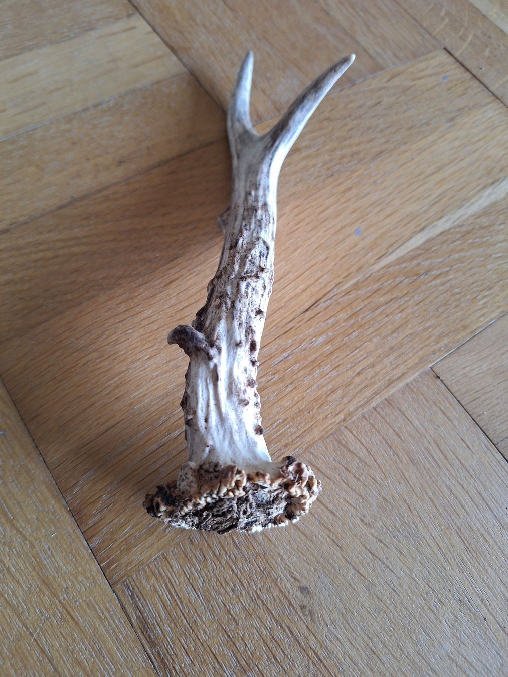 Sonstiges zum Sammeln & Seltenes: 1 corne de chevreuil de 20 cm – Gebraucht aus Chêne-Bougeries von xchrysalide 3