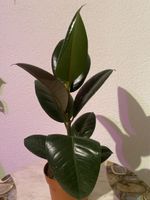 Gummibaum Ficus elastica dunkelgrün sehr guter Zustand😍