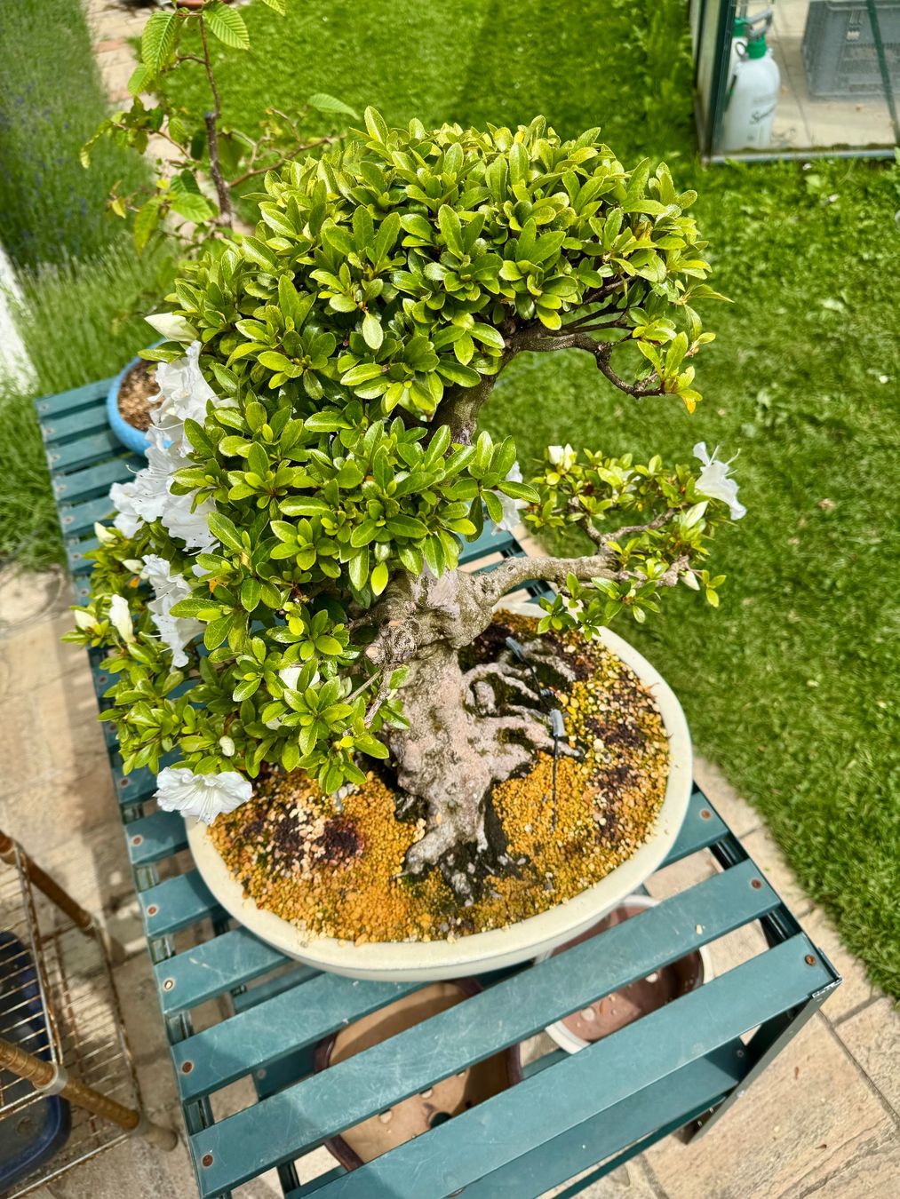 Piante & sementi: Bonsai exceptionel: Azalée du Japon – Usato da Epalinges venduto da Wimmsi 4