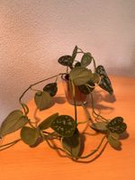 Seltene Scindapsus Pictus Argyraeus, Zimmerpflanze 🌱🪴