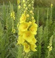 Königskerze Großblütige Verbascum densiflorum / PFLANZE