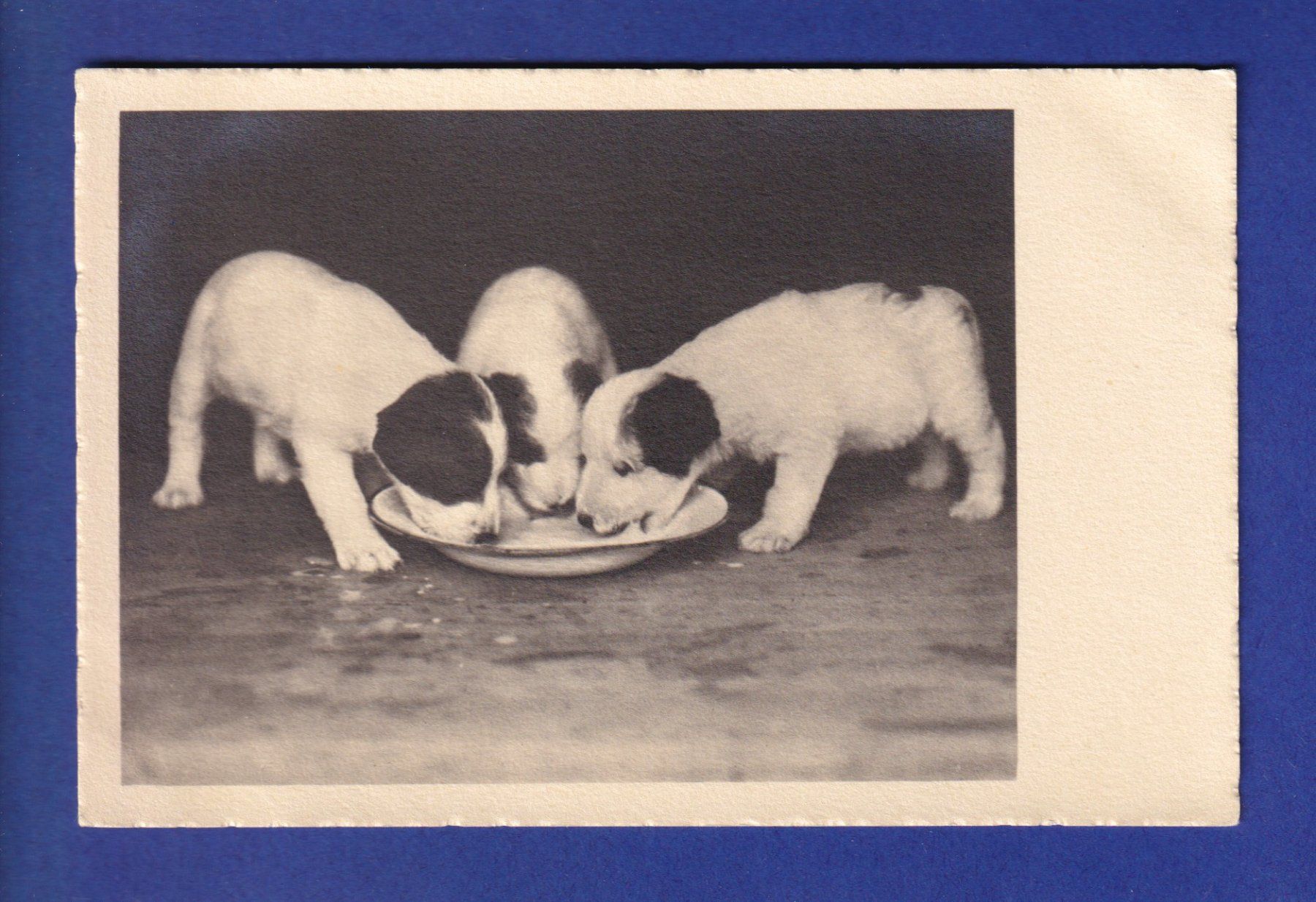 Cartes postales: CHIEN / HUND – D'occasion à Pully par nicecards-shop