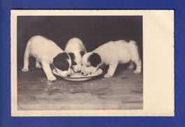 CHIEN / HUND