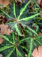 RARE "Breakdance" Begonia, D:30 cm,  im Keramiktopf