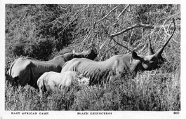 SCHWARZES NASHORN und MASAI-FRAUEN